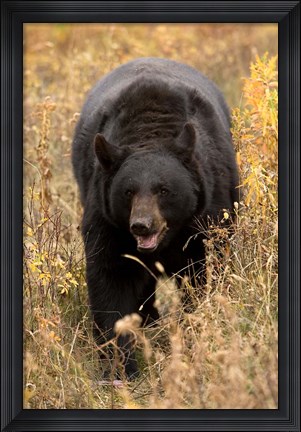 Framed Black Bear walking in brush, Montana Print