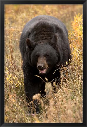 Framed Black Bear walking in brush, Montana Print