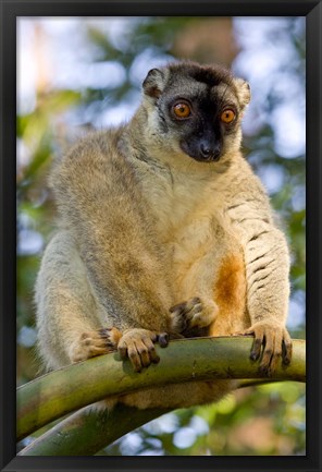 Framed Brown Lemur in a tree in Madagascar Print