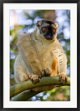 Framed Brown Lemur in a tree in Madagascar Print