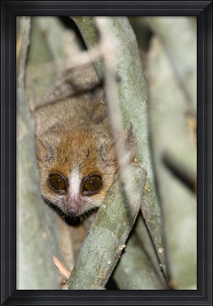 Framed Brown Mouse Lemur, tree trunk in Madagascar Print