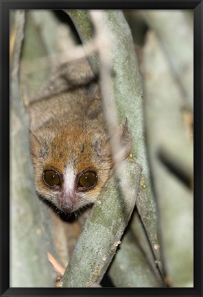 Framed Brown Mouse Lemur, tree trunk in Madagascar Print