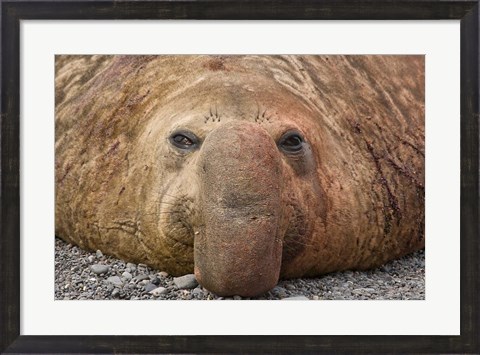 Framed Bull elephant seal, South Georgia Island, Antarctica Print
