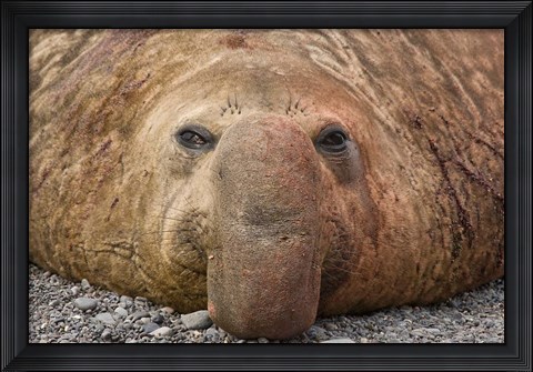Framed Bull elephant seal, South Georgia Island, Antarctica Print