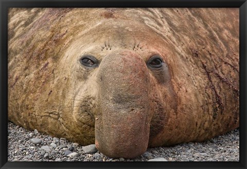 Framed Bull elephant seal, South Georgia Island, Antarctica Print