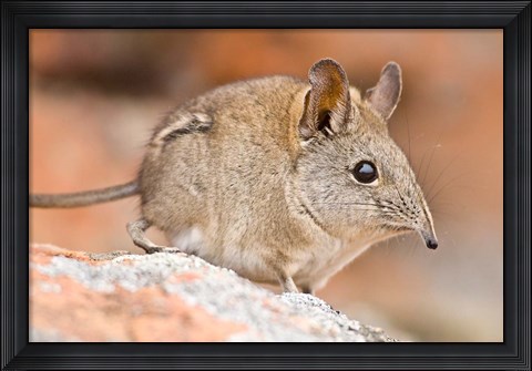 Framed Cape Elephant Shrew, Bushmans Kloof, South Africa Print