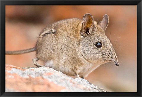 Framed Cape Elephant Shrew, Bushmans Kloof, South Africa Print