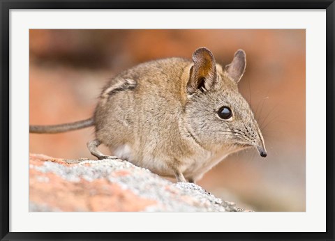 Framed Cape Elephant Shrew, Bushmans Kloof, South Africa Print