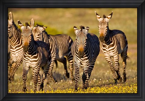 Framed Cape Mountain Zebra, Bushmans Kloof, South Africa Print