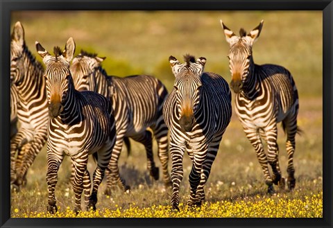 Framed Cape Mountain Zebra, Bushmans Kloof, South Africa Print