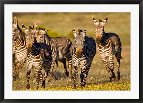 Framed Cape Mountain Zebra, Bushmans Kloof, South Africa Print