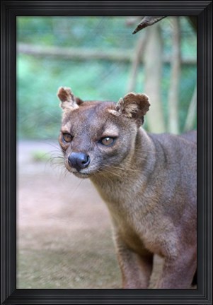 Framed Carnivore in Madagascar, related to a mongoose Print