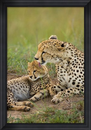Framed Cheetah with cub in the Masai Mara GR, Kenya Print