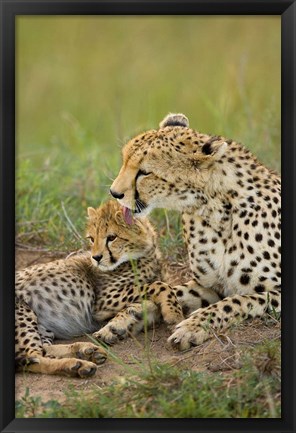 Framed Cheetah with cub in the Masai Mara GR, Kenya Print