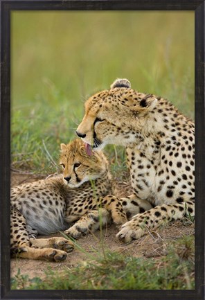 Framed Cheetah with cub in the Masai Mara GR, Kenya Print