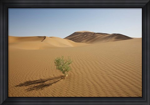 Framed China, Gansu Province. Lone plant casts shadow on Badain Jaran Desert. Print