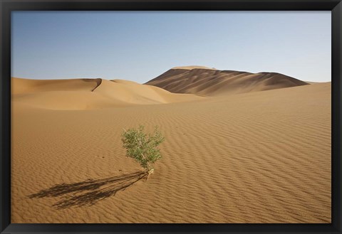 Framed China, Gansu Province. Lone plant casts shadow on Badain Jaran Desert. Print