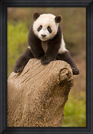 Framed China, Wolong Panda Reserve, Baby Panda bear on stump Print
