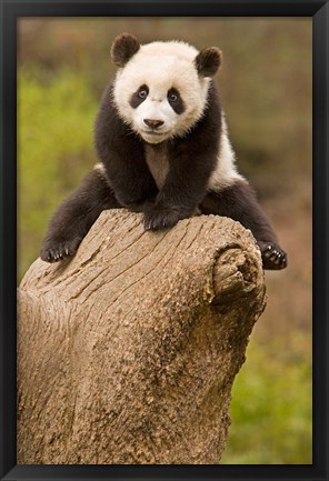 Framed China, Wolong Panda Reserve, Baby Panda bear on stump Print