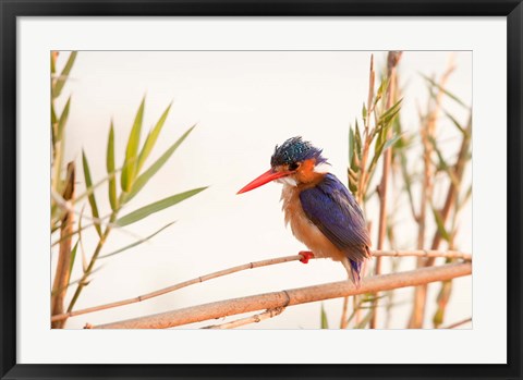 Framed Close-up of Malachite kingfisher, Chobe National Park, Botswana Print