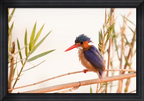 Framed Close-up of Malachite kingfisher, Chobe National Park, Botswana Print