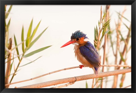 Framed Close-up of Malachite kingfisher, Chobe National Park, Botswana Print