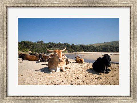 Framed Cows, Farm Animal, Coffee Bay, Transkye, South Africa Print
