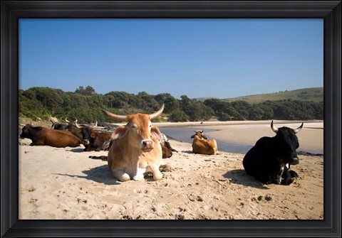 Framed Cows, Farm Animal, Coffee Bay, Transkye, South Africa Print