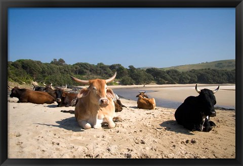 Framed Cows, Farm Animal, Coffee Bay, Transkye, South Africa Print