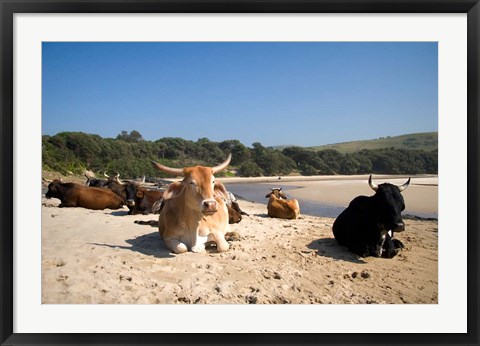 Framed Cows, Farm Animal, Coffee Bay, Transkye, South Africa Print