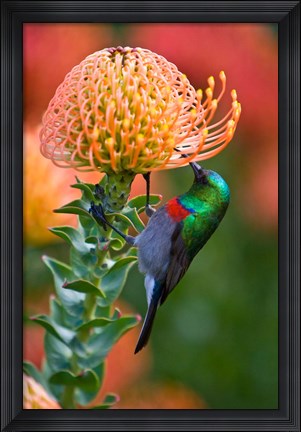 Framed Double-collared Sunbird, South Africa-collared Sunbird, South Africa Print