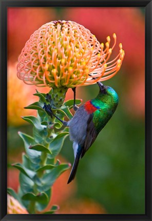 Framed Double-collared Sunbird, South Africa-collared Sunbird, South Africa Print