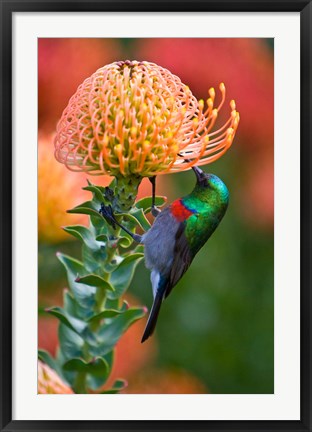 Framed Double-collared Sunbird, South Africa-collared Sunbird, South Africa Print