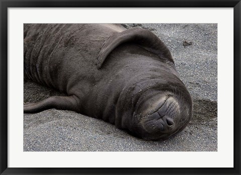 Framed Elephant Seal Pup Sleeps on Beach, South Georgia Island, Antarctica Print