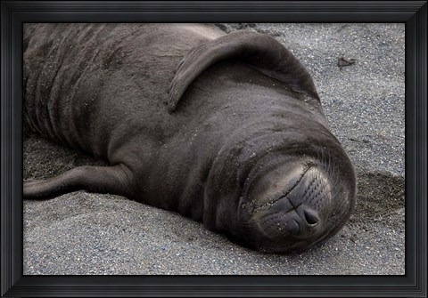 Framed Elephant Seal Pup Sleeps on Beach, South Georgia Island, Antarctica Print