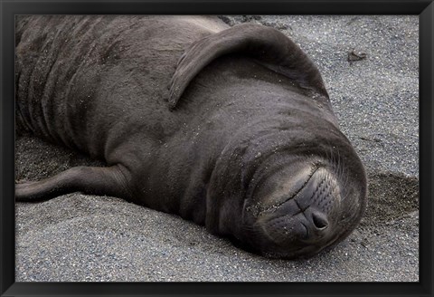 Framed Elephant Seal Pup Sleeps on Beach, South Georgia Island, Antarctica Print