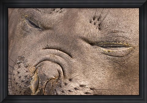 Framed Female elephant seal, South Georgia Island, Antarctica Print