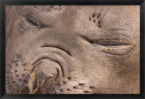 Framed Female elephant seal, South Georgia Island, Antarctica Print