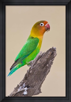 Framed Fischer&#39;s Lovebird tropical bird, Ndutu, Tanzania Print