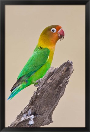 Framed Fischer&#39;s Lovebird tropical bird, Ndutu, Tanzania Print