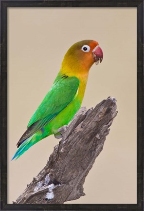 Framed Fischer&#39;s Lovebird tropical bird, Ndutu, Tanzania Print