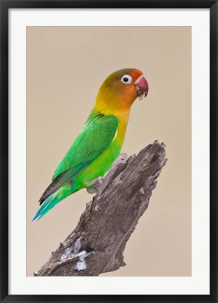 Framed Fischer&#39;s Lovebird tropical bird, Ndutu, Tanzania Print