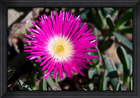 Framed Pink Flower, Kirstenbosch Gardens, South Africa Print