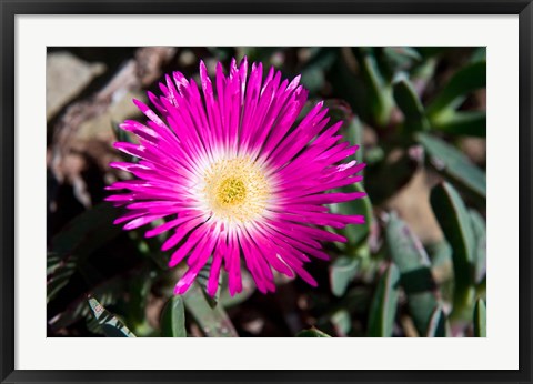 Framed Pink Flower, Kirstenbosch Gardens, South Africa Print