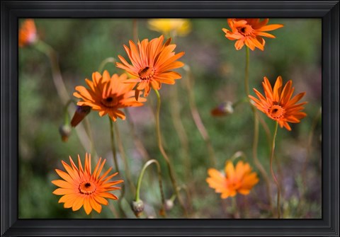 Framed Orange Flowers, Kirstenbosch Gardens, South Africa Print