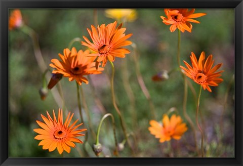 Framed Orange Flowers, Kirstenbosch Gardens, South Africa Print