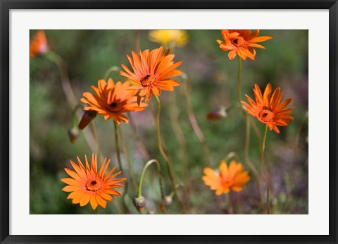 Framed Orange Flowers, Kirstenbosch Gardens, South Africa Print