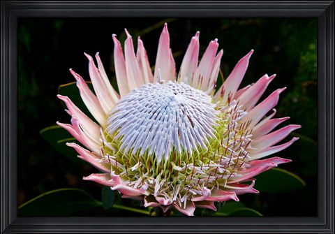 Framed Flowers, Kirstenbosch Gardens, South Africa Print