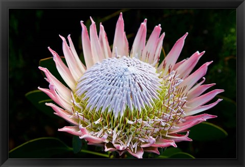 Framed Flowers, Kirstenbosch Gardens, South Africa Print