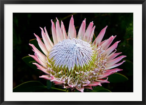 Framed Flowers, Kirstenbosch Gardens, South Africa Print